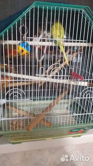 Волнистый попугай с клеткой