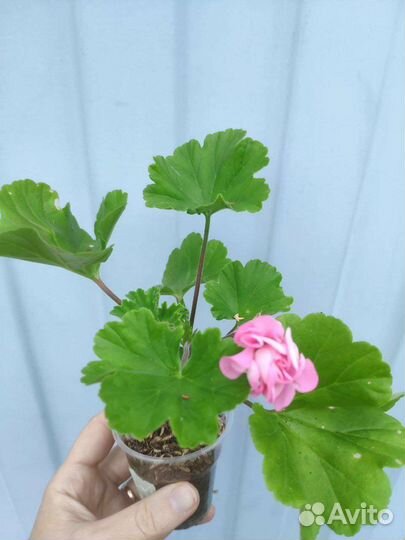 Пеларгонии. Много. Часть 4