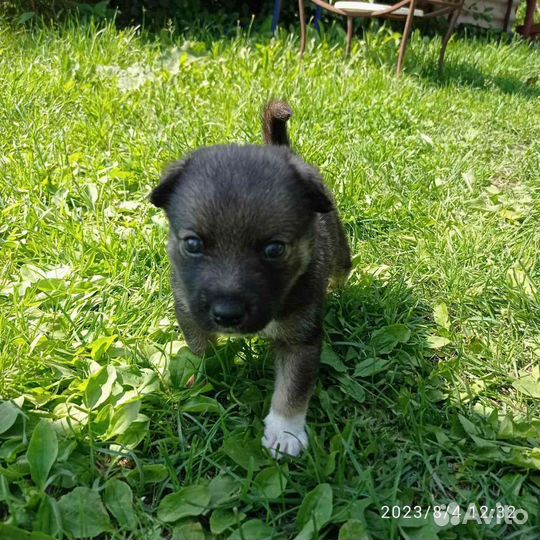 Щенки мальчик и девочка- 1.5 мес
