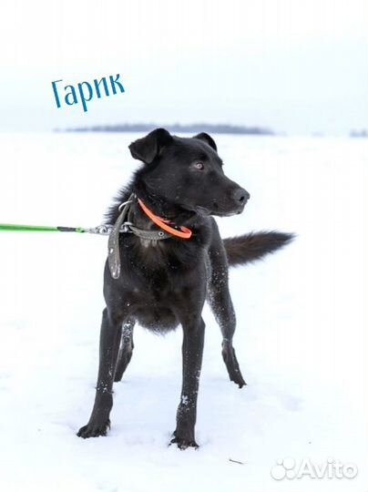 Черные собаки из приюта(много)