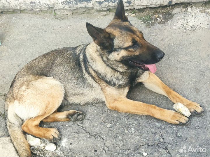 Метис немецкой и бельгийской овчарки