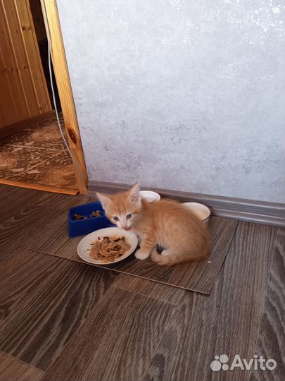 Рыжее счастье