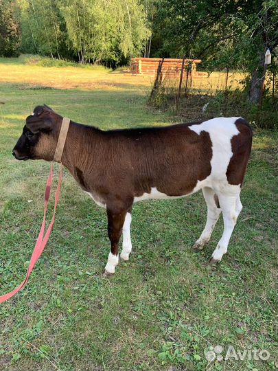 Теленок девочка