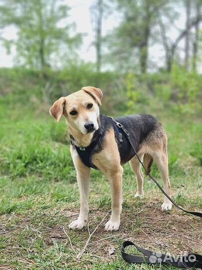 Лада ищет дом (собака из приюта)