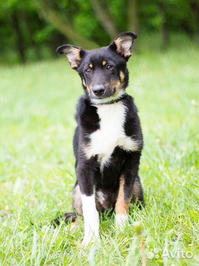 Молодой щенок в добрые руки