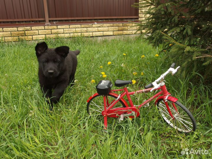 Щенки Восточно европейской овчарки