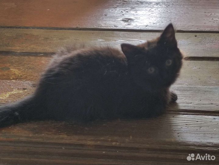 Кошка