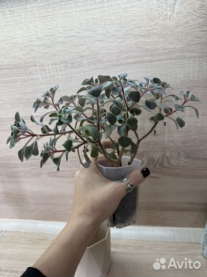 Аихризон (дерево любви)