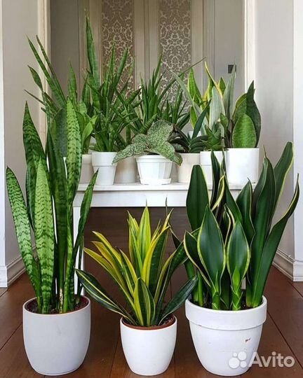 Сортовые сансевиерии