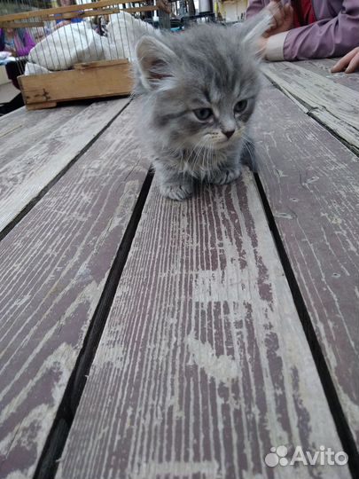 Котик сибирский