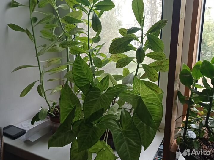 Комнатные цветы