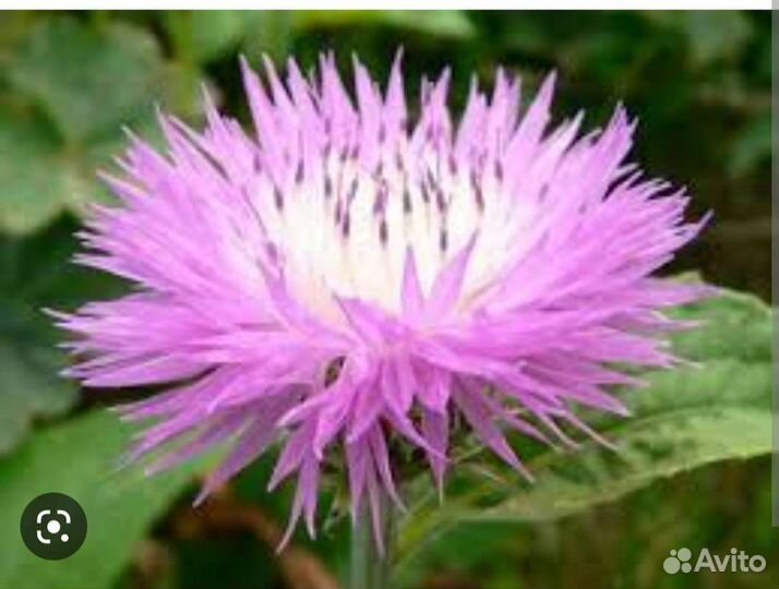 Василёк многолетний