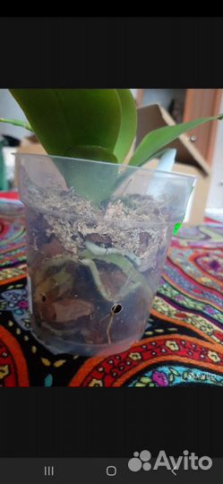 Орхидея Лиодоро