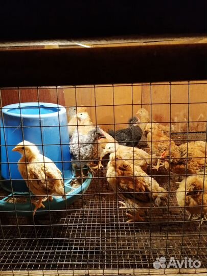 Цыплята 1 месяц