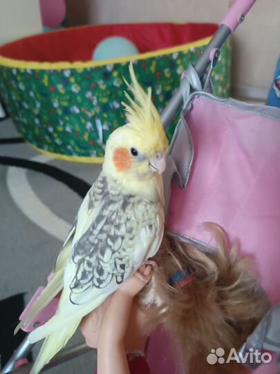 Попугай корелла ручная очень с клеткой