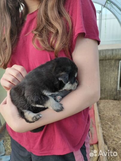 Щенки волкособы