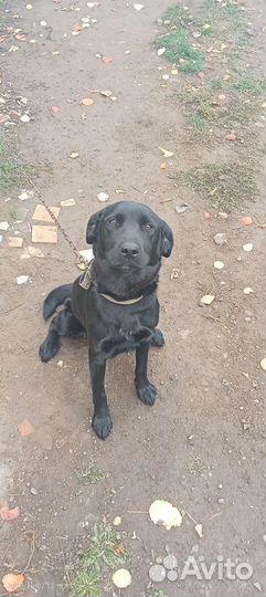 Отдам бесплатно