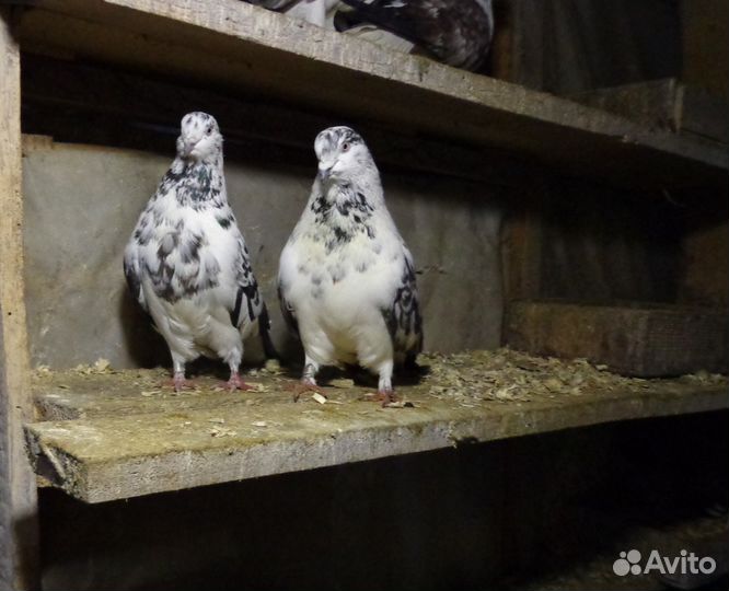 Домашние голуби. Николаевские, машистые