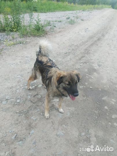 Собака в добрые руки