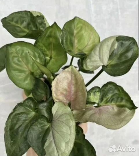 Сингониум Т-24