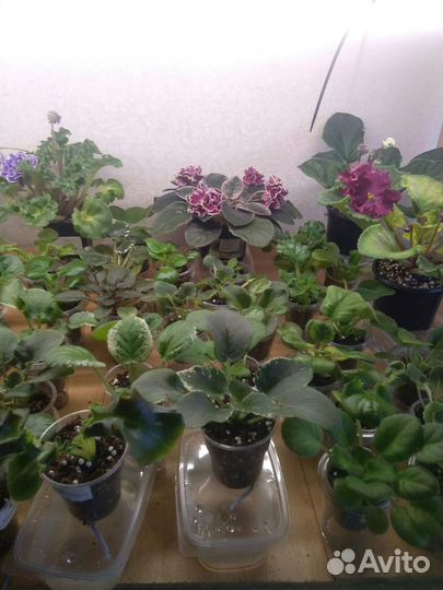 Продам детки и укорененные черенки сотовых фиалок