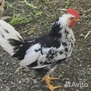 Продам петушка