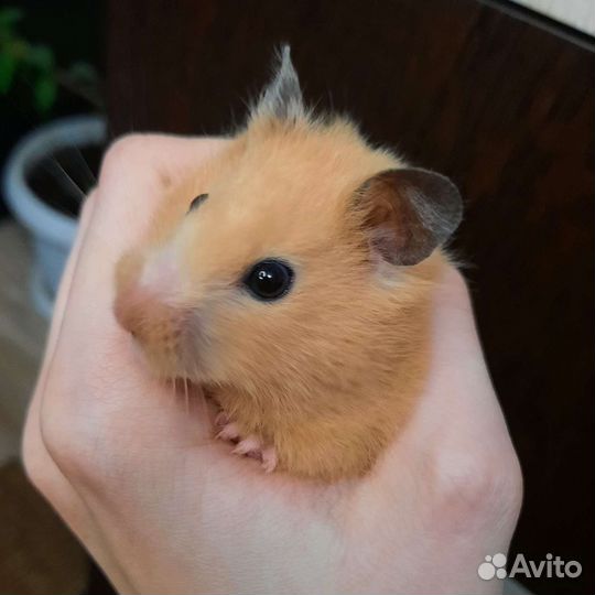 Хомяк девочка с клеткой бесплатно