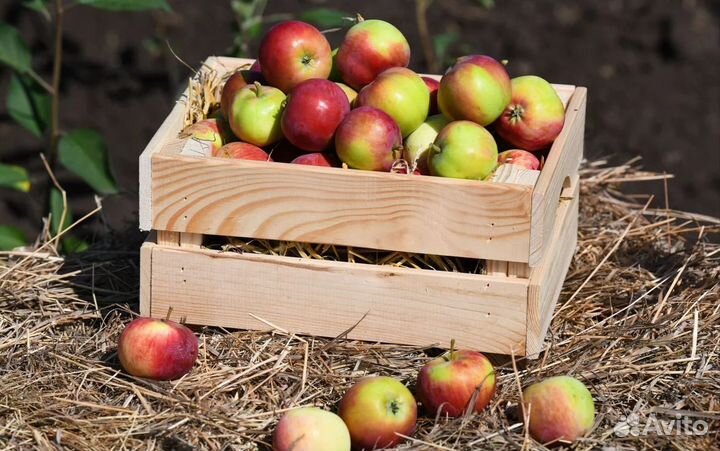 Рабочий в теплицу