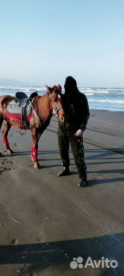 Лошади жеребец