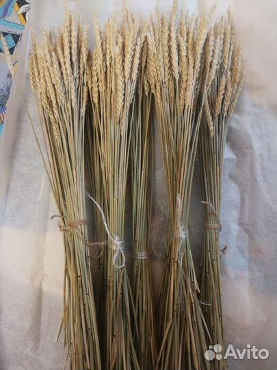 Сухоцветы пшеница