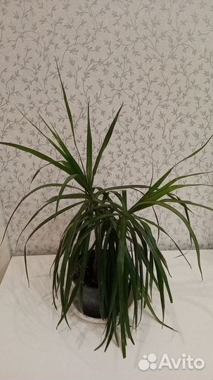 Пальма драцена взрослое растение