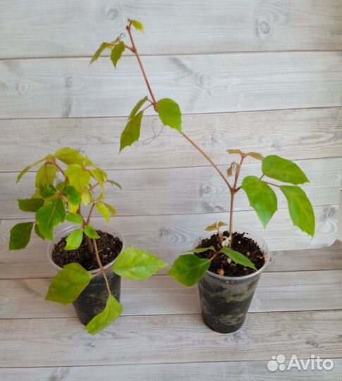 Циссус березка