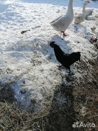 Петухи ухейилюй