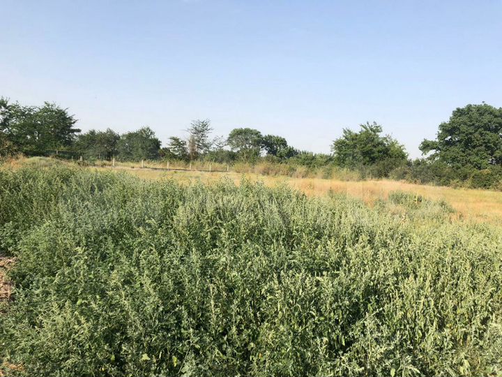 Участок 12 сот. (ИЖС)