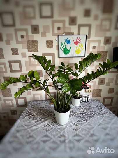 Замиокулькас, долларовое дерево