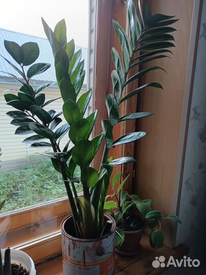 Замиокулькас