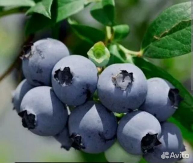 Саженцы голубики