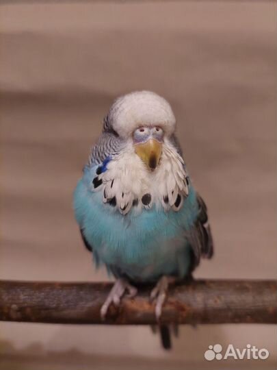 Самочка чеха