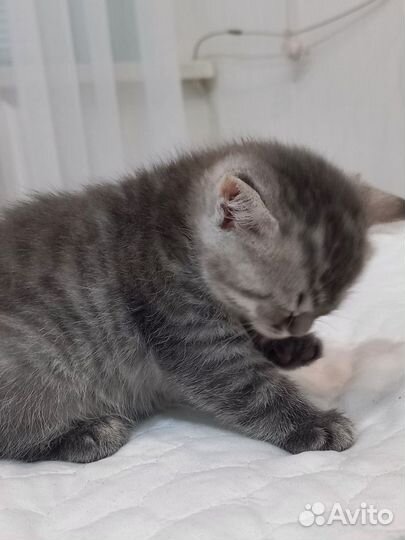 Шотладский котенок