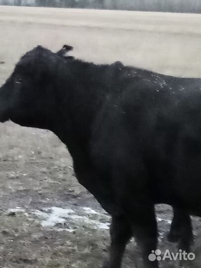 Быки и нетели абердины