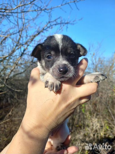 Щенки ищут дом