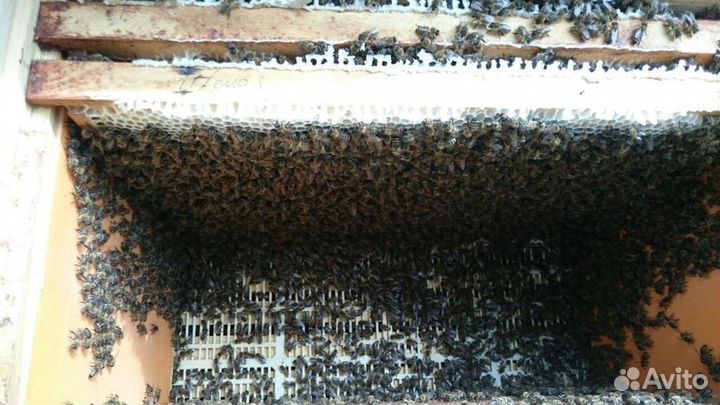 Пчелопакеты