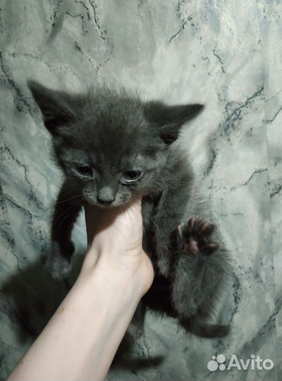 Кошка