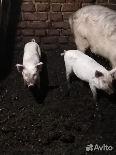 Поросята