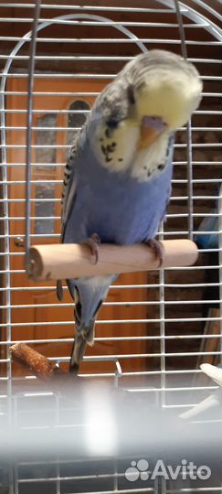 Попугаи Чехи,кареллы,неразлучник