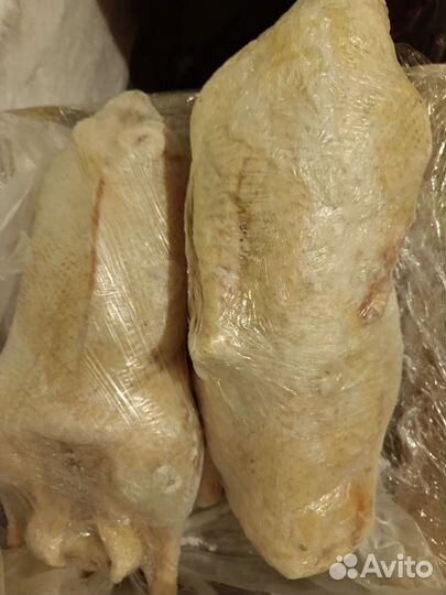 Суточные цыплята замороженные / мясо на корм