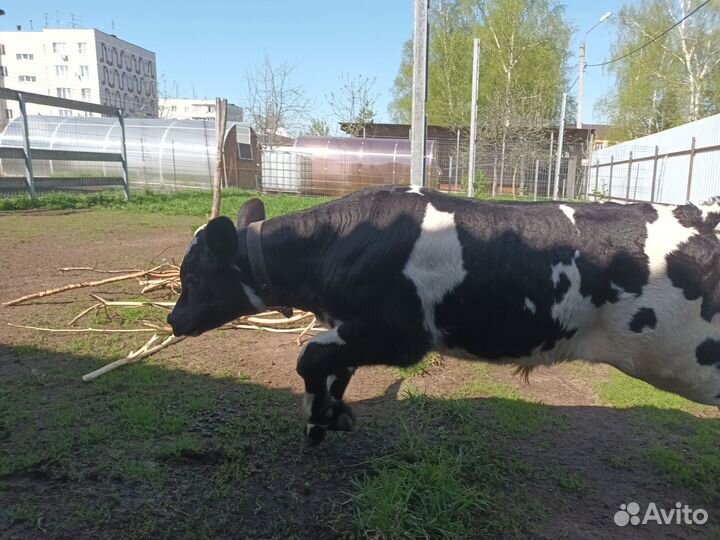 Бычок, козлята 50% камори, козочка