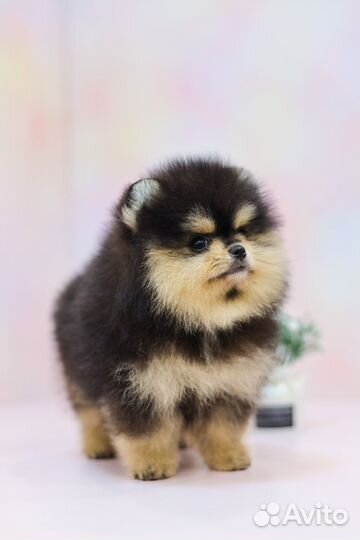 Померанский Шпиц, мальчики и девочки