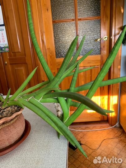 Сансевиерия Цилиндрика