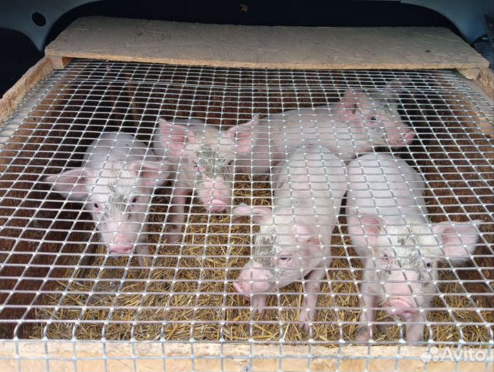 Поросята ландрас + см